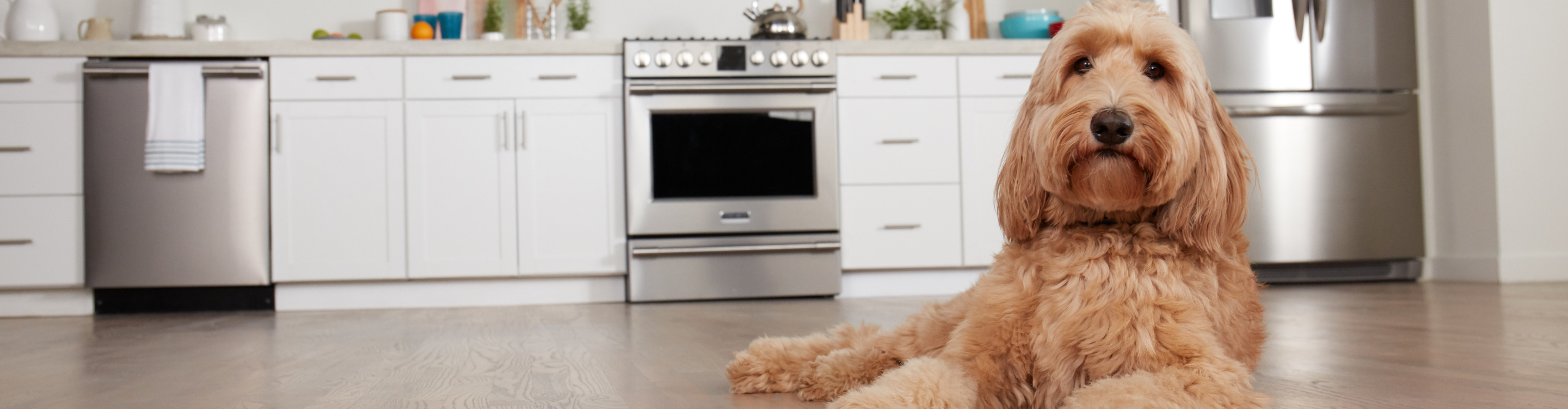 Dog laying on floor in kitchen